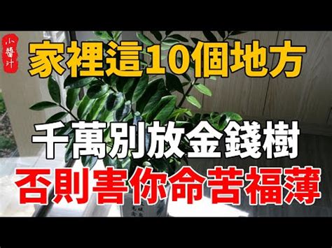 男上女下 吸財樹風水